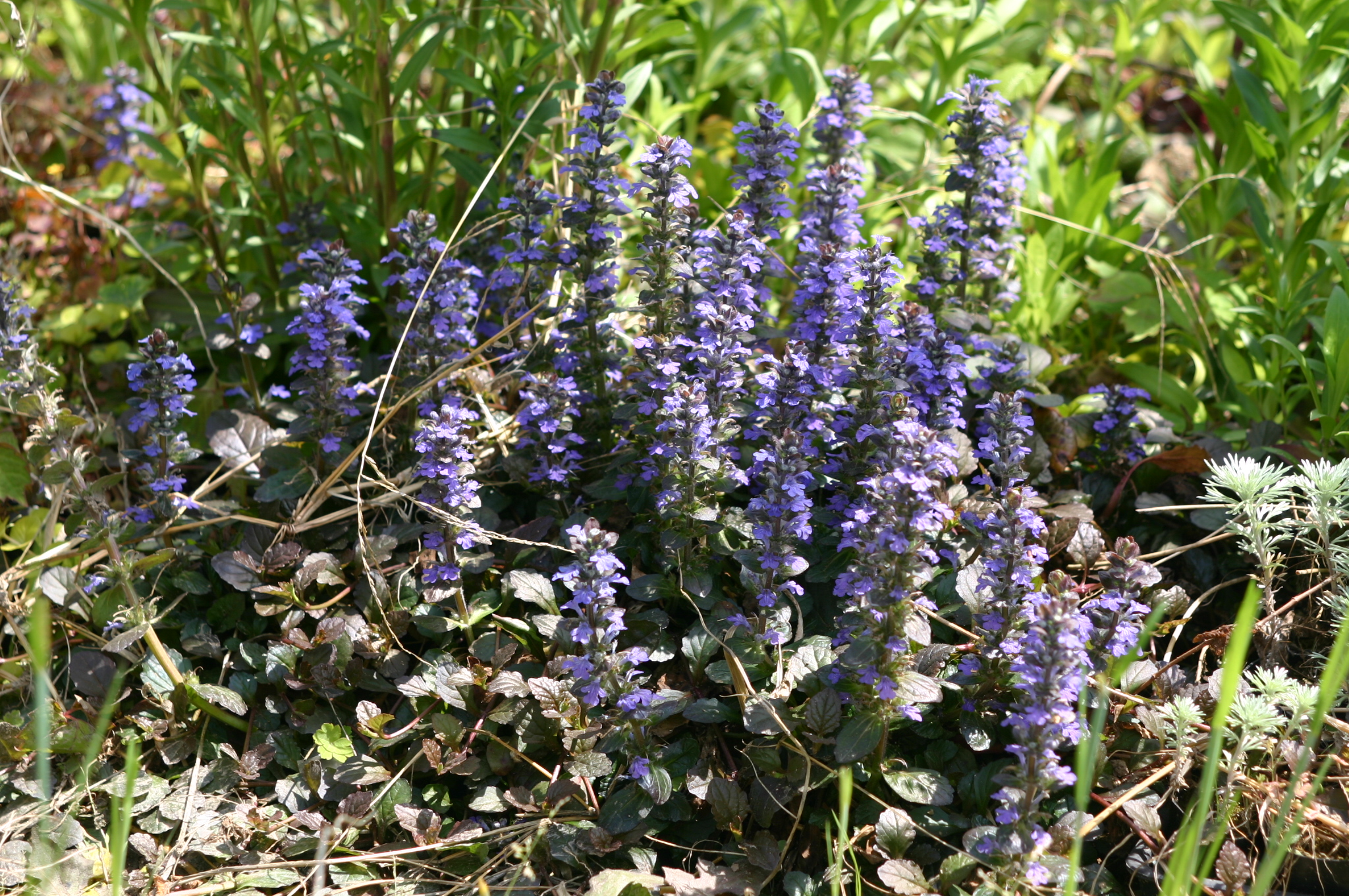 Ajuga reptan